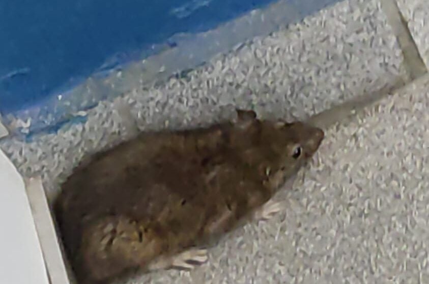 rato na sede da GCM