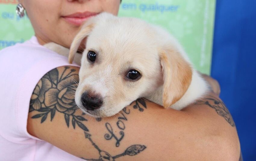 Cachorro no colo de mulher