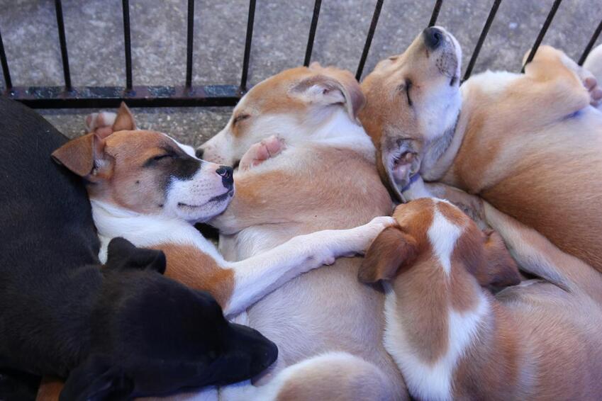cachorros para adoção