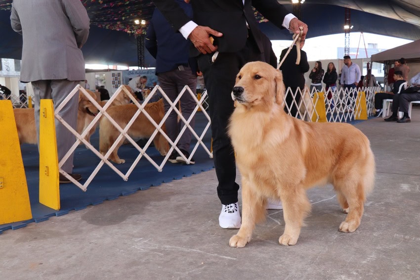 cão em exposição