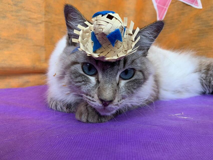 gatinho caipira