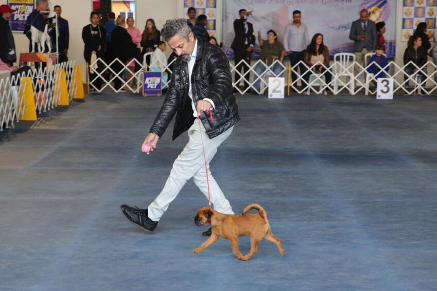 Competição de cães
