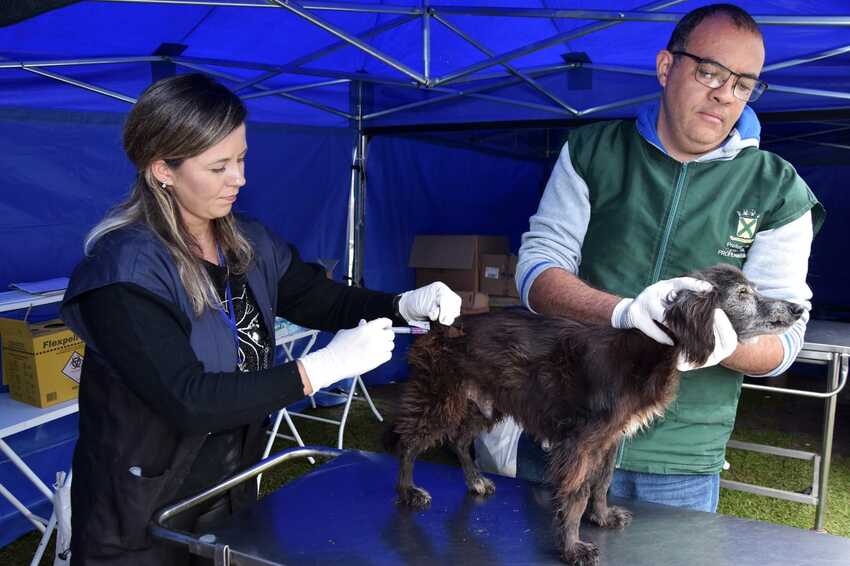 Vacinação de cachorro