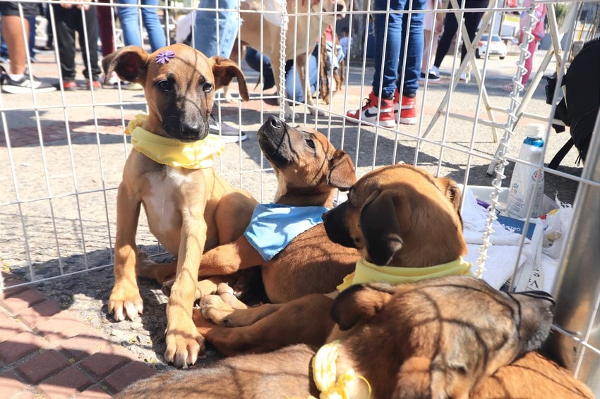 Cachorros 