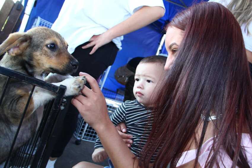 Feira de adoção em Santo André
