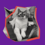 Gato petlove