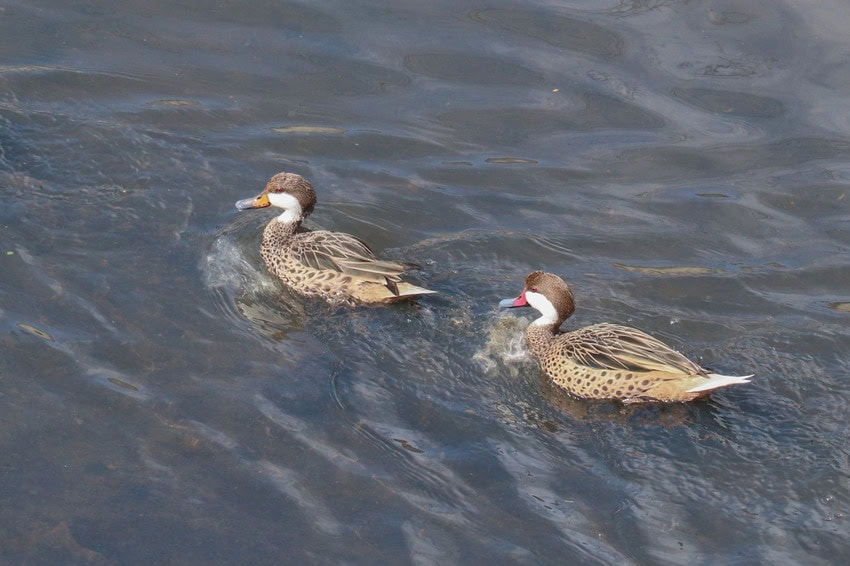 Patos