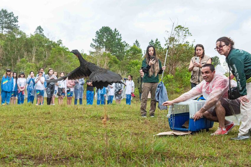 Soltura de aves