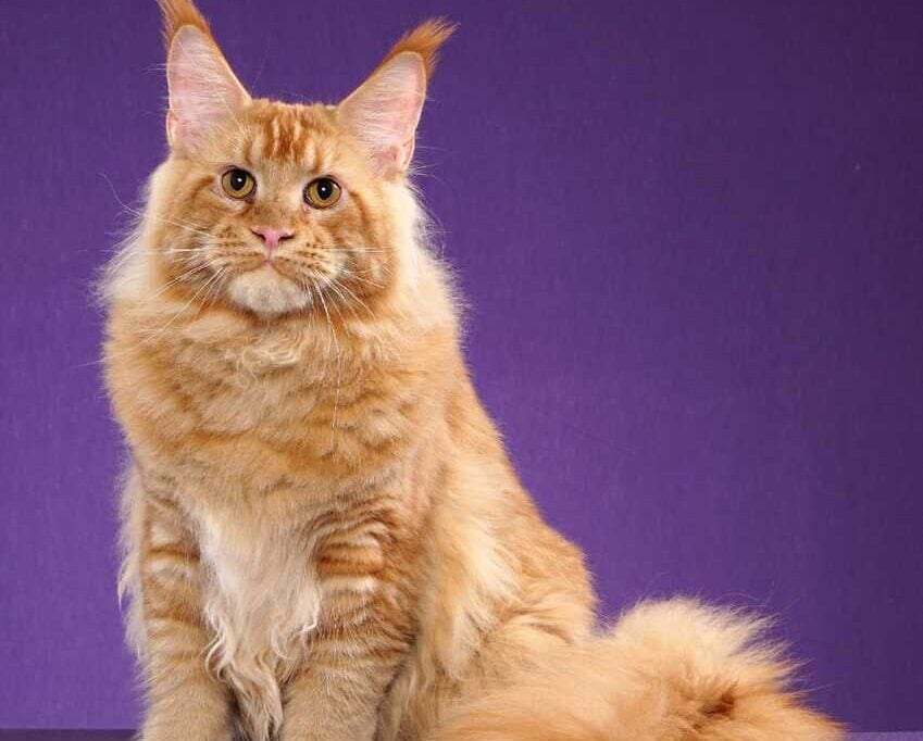 Gato exótico