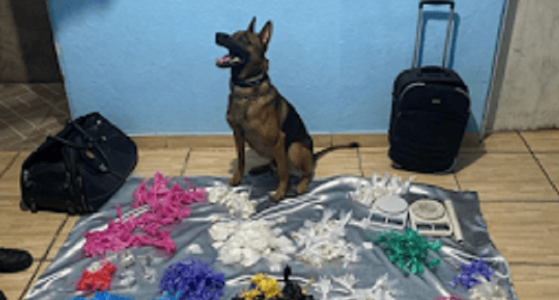 cão farejador da PM