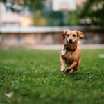 Cachorro correndo