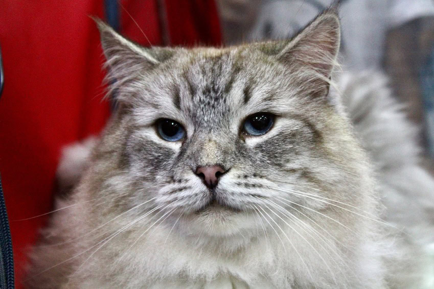 Gatos