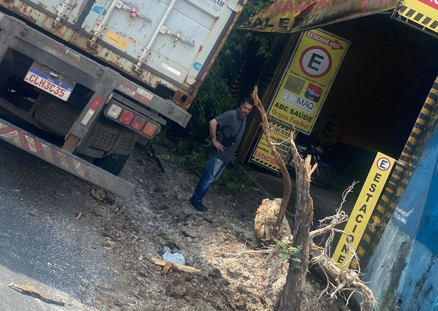 árvore arrancada