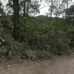 Rua Jabuti, no bairro Cidade Recreio da Borda do Campo - Santo André