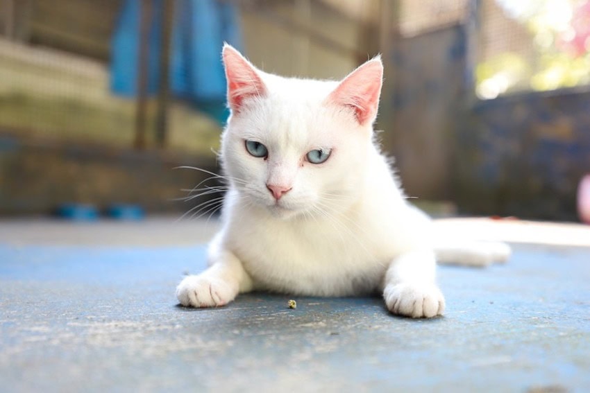 Gato Branco