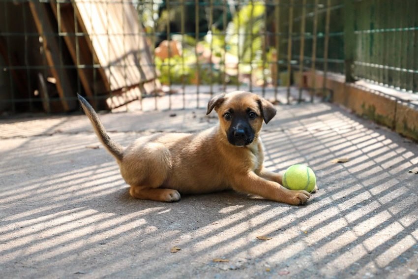 Cachorro brincando com bola