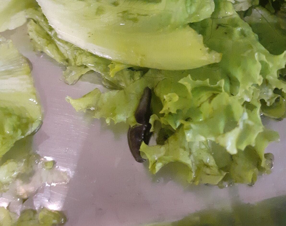 lavas na comida