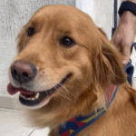 cachorra soraia