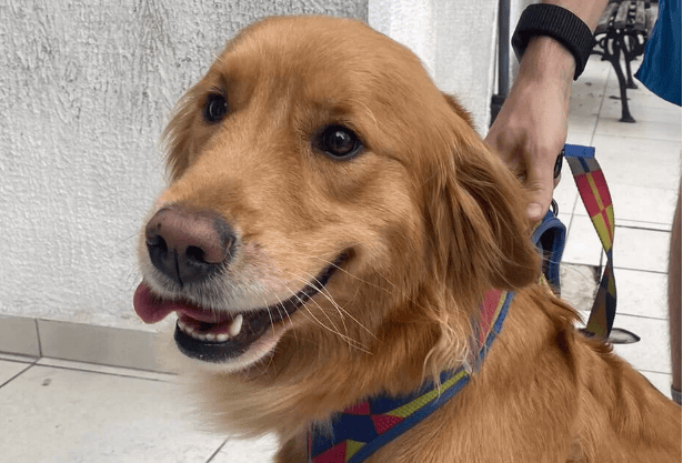 cachorra soraia