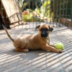 Filhote de cachorro