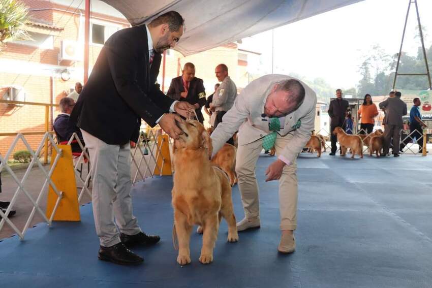 Competição de Cães