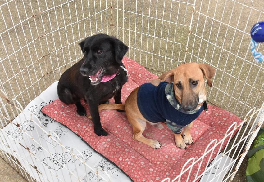 Feira disponibiliza 183 animais para adoção no Parque Central