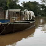 cachorro resgatado