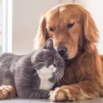 cão e gato