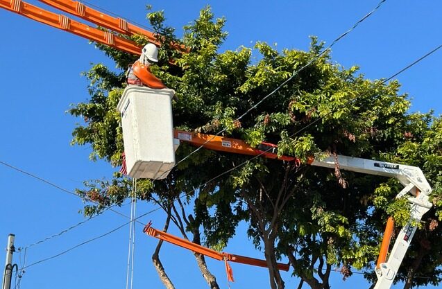 Enel São Paulo intensifica mutirões de podas para reduzirem impacto no fornecimento de energia