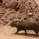 Morador registra capivara perdida em obra no Corredor ABD