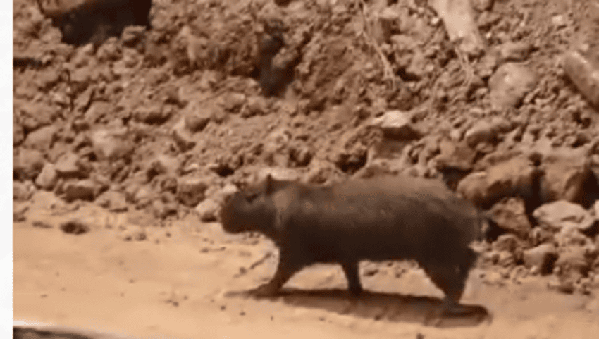 Morador registra capivara perdida em obra no Corredor ABD