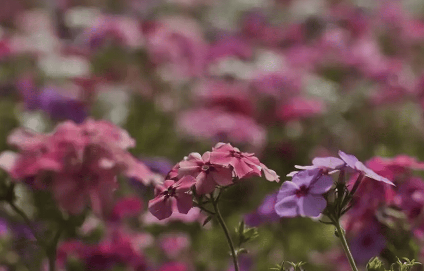 Primavera- flores