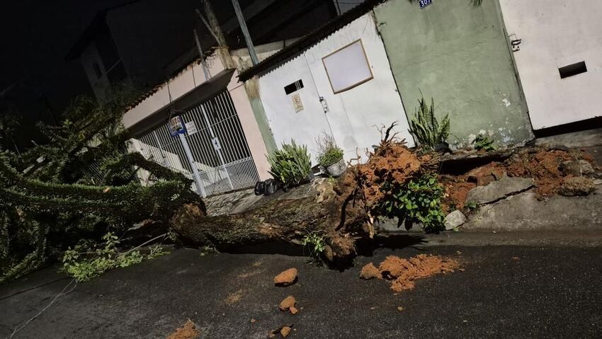 queda de árvore em São Bernardo