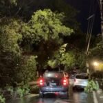 queda de árvores
