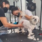 cachorro no pet