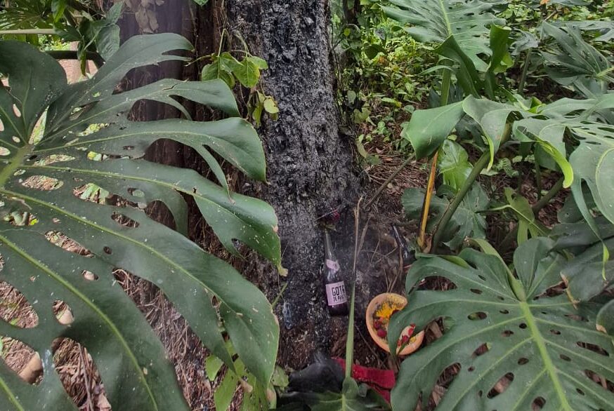 árvore pegando fogo