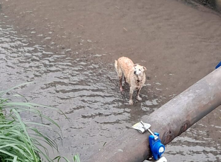 cachorro no córrego