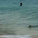 Jovem encontra tubarão ao tentar mergulhar em Fernando de Noronha