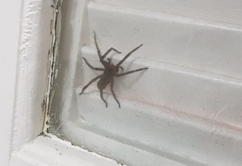 Morador filma aranha-armadeira na Vila Vitória, em São Bernardo