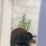 macaco