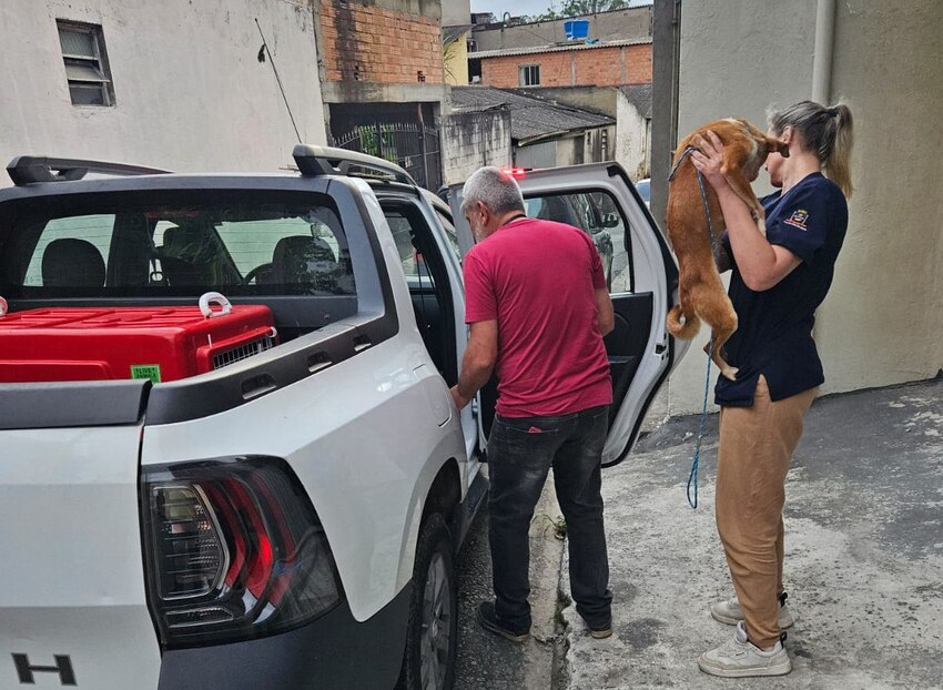 Resgate de animais em situação de maus-tratos no Jardim Anchieta mobiliza autoridades em Mauá