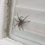 Morador filma aranha-armadeira na Vila Vitória e alerta vizinhança