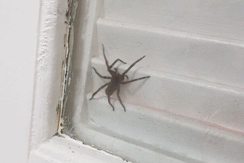Morador filma aranha-armadeira na Vila Vitória e alerta vizinhança