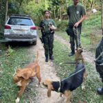 Polícia Ambiental resgata cães amarrados e sem comida em Rio Grande da Serra