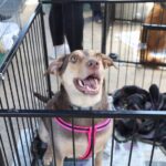 Primeira edição do ano da feira “Eu Amo, Eu Adoto” disponibiliza 155 animais para adoção
