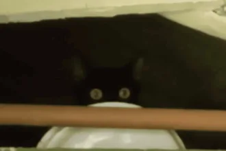 PM Ambiental flagra homem transportando gato em saco lacrado e aplica multa de R$ 6 mil