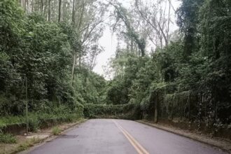Forte derruba árvore e interdita rua em São Bernardo