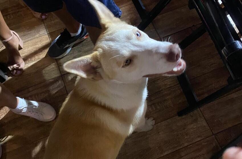 cachorrinho perdido