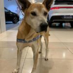 Shopping Metrópole abre suas portas e ajuda pets a encontrarem uma nova família
