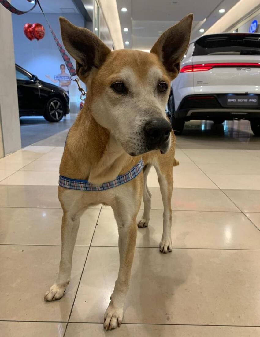 Shopping Metrópole abre suas portas e ajuda pets a encontrarem uma nova família